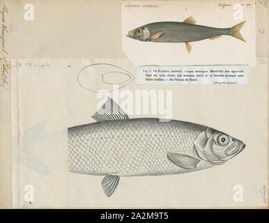 Clupea harengus, Drucken, Atlantischer Hering (Clupea harengus) ist ein hering in der Familie Clupeidä. Es ist eine der häufigsten Fischarten der Welt. Atlantische Heringe können auf beiden Seiten des Atlantik gefunden werden, versammeln in großen Schulen. Sie können bis zu 45 cm (18 in) lang und wiegen bis zu 1,1 kg (2.4 lb). Sie ernähren sich von Copepoden, Krill und kleinen Fischen, während ihre natürlichen Feinde sind Robben, Wale, Kabeljau und anderen größeren Fisch., 1817-1841 Stockfoto