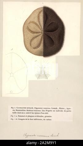 Clypeaster rosaceus, Drucken, Clypeaster rosaceus, das Fett Seebiskuit, ist eine Pflanzenart aus der Gattung der Seeigel in der Familie Clypeasteridae. Es tritt im flachen Wasser im westlichen Atlantik und wurde erstmals wissenschaftlich im Jahre 1758 von Carl Linnaeus beschrieben. Stockfoto