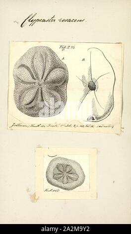 Clypeaster rosaceus, Drucken, Clypeaster rosaceus, das Fett Seebiskuit, ist eine Pflanzenart aus der Gattung der Seeigel in der Familie Clypeasteridae. Es tritt im flachen Wasser im westlichen Atlantik und wurde erstmals wissenschaftlich im Jahre 1758 von Carl Linnaeus beschrieben. Stockfoto