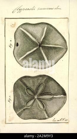 Clypeaster rosaceus, Drucken, Clypeaster rosaceus, das Fett Seebiskuit, ist eine Pflanzenart aus der Gattung der Seeigel in der Familie Clypeasteridae. Es tritt im flachen Wasser im westlichen Atlantik und wurde erstmals wissenschaftlich im Jahre 1758 von Carl Linnaeus beschrieben. Stockfoto