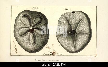 Clypeaster rosaceus, Drucken, Clypeaster rosaceus, das Fett Seebiskuit, ist eine Pflanzenart aus der Gattung der Seeigel in der Familie Clypeasteridae. Es tritt im flachen Wasser im westlichen Atlantik und wurde erstmals wissenschaftlich im Jahre 1758 von Carl Linnaeus beschrieben. Stockfoto