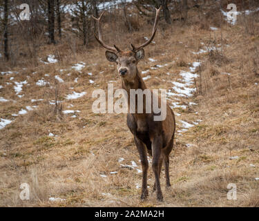 Ein männlicher Rothirsch im Wald Stockfoto