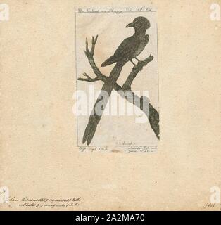 Colius striatus, Drucken, die gesprenkelte mousebird (Colius striatus) ist die größte Art der mousebird, sowie eine der häufigsten., 1772-1829 Stockfoto