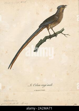 Colius striatus, Drucken, die gesprenkelte mousebird (Colius striatus) ist die größte Art der mousebird, sowie eine der häufigsten., 1796-1808 Stockfoto