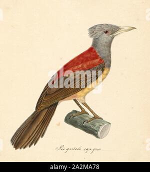 Colluricincla kirrocephala, Drucken, Shrikethrush, ein shrikethrush, auch Dinkel shrike - Thrush, ist eine von fünf Arten von Songbird, das Mitglied der Gattung Colluricincla. Sie haben UNSCHEINBARES, überwiegend braun oder grau, Gefieder, aber Sänger erreicht, deren Anrufe beschrieben als 'strong, weich und schön. Das sind in der Regel hrikethrushes Insectivorous, obwohl aufgezeichnet wurden Essen Muscheln und Beeren. Sie bauen becherförmigen Nestern in die Gabeln der Bäume., 1825-1839 Stockfoto