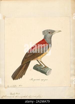Colluricincla kirrocephala, Drucken, Shrikethrush, ein shrikethrush, auch Dinkel shrike - Thrush, ist eine von fünf Arten von Songbird, das Mitglied der Gattung Colluricincla. Sie haben UNSCHEINBARES, überwiegend braun oder grau, Gefieder, aber Sänger erreicht, deren Anrufe beschrieben als 'strong, weich und schön. Das sind in der Regel hrikethrushes Insectivorous, obwohl aufgezeichnet wurden Essen Muscheln und Beeren. Sie bauen becherförmigen Nestern in die Gabeln der Bäume., 1825-1839 Stockfoto