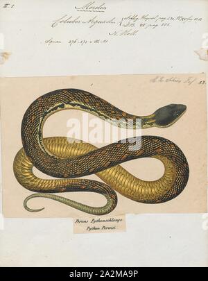 Coluber Argus, Drucken, Morelia spilota, gemeinhin als der Teppich python oder Diamond Python, ist eine große Schlange der Familie Pythonidae in Australien, Neuguinea (Indonesien und Papua-Neuguinea), Bismarck Archipel gefunden, und das nördliche Salomonen. Vielen Unterarten beschrieben: ITIS listet sechs, die Reptilien Datenbank sieben und die IUCN Acht., 1700-1880 Stockfoto