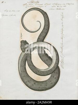 Coluber Argus, Drucken, Morelia spilota, gemeinhin als der Teppich python oder Diamond Python, ist eine große Schlange der Familie Pythonidae in Australien, Neuguinea (Indonesien und Papua-Neuguinea), Bismarck Archipel gefunden, und das nördliche Salomonen. Vielen Unterarten beschrieben: ITIS listet sechs, die Reptilien Datenbank sieben und die IUCN Acht., 1700-1880 Stockfoto