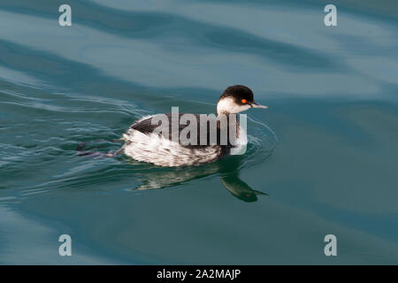 Ein schwarzhalstaucher (Podiceps nigricollis) mit Winter Gefieder im Meer Stockfoto