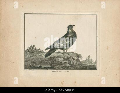 Columba livia, Ausdrucken, die rock dove, rock pigeon, oder gemeinsame Taube ist ein Mitglied der Familie Columbidae (Tauben und Tauben). Im allgemeinen Sprachgebrauch, dieser Vogel ist oft einfach als "Taube"., 1767 Stockfoto