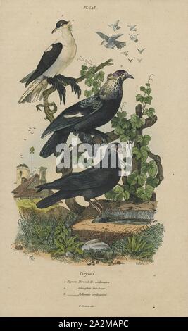 Columba livia, Ausdrucken, die rock dove, rock pigeon, oder gemeinsame Taube ist ein Mitglied der Familie Columbidae (Tauben und Tauben). Im allgemeinen Sprachgebrauch, dieser Vogel ist oft einfach als "Taube"., 1838 Stockfoto