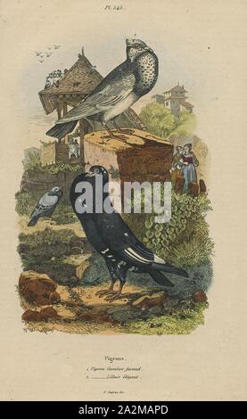 Columba livia, Ausdrucken, die rock dove, rock pigeon, oder gemeinsame Taube ist ein Mitglied der Familie Columbidae (Tauben und Tauben). Im allgemeinen Sprachgebrauch, dieser Vogel ist oft einfach als "Taube"., 1838 Stockfoto