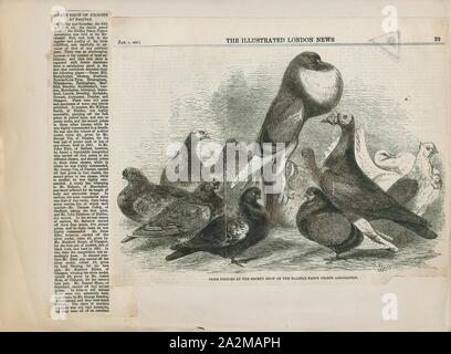 Columba livia, Ausdrucken, die rock dove, rock pigeon, oder gemeinsame Taube ist ein Mitglied der Familie Columbidae (Tauben und Tauben). Im allgemeinen Sprachgebrauch, dieser Vogel ist oft einfach als "Taube"., 1862 Stockfoto