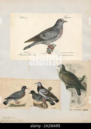 Columba oenas, Drucken, die Taube (Columba oenas) ist eine Vogelart aus der Familie Columbidae, die Tauben und Tauben., 1700-1880 Stockfoto