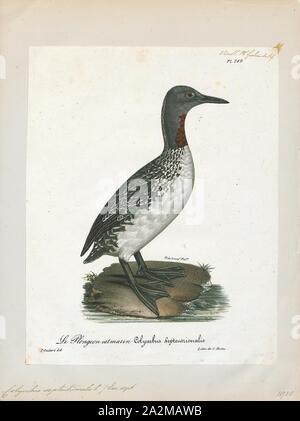 Colymbus septentrionalis, Ausdrucken, die red-throated Loon (Nordamerika) oder Red-throated Diver (Großbritannien und Irland) (Gavia stellata) ist eine wandernde aquatische Vogel in der nördlichen Hemisphäre zu finden. Die am weitesten verbreiteten Mitglied des Loon oder Taucher Familie, es Rassen vor allem in den arktischen Regionen, und die Winter in der nördlichen Küstengewässern. Von 55 bis 67 Zentimetern (22 bis 26 in) in der Länge, der red-throated loon ist der Kleinste und Leichteste der weltweit Seetaucher. Im Winter ist es ein unscheinbares Vogel, Gräulich vor Verblassen zu weiß unten. Während der Brutzeit, erhält er den markanten Stockfoto