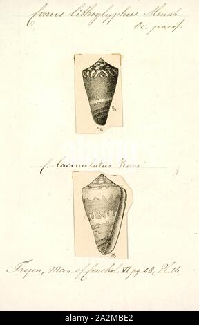 Conus lithoglyphus, Drucken, fossilen Conus pelagicus aus dem Pliozän von Zypern. Conus ist eine Gattung von räuberischen Seeschnecken, oder Kegelschnecken, marine Gastropodemollusken in der Familie Conidae. Vor 2009, Kegel Schnecke-spezies hatte alle traditionell in die einzige Gattung Conus gruppiert. Jedoch Conus ist jetzt genauer definiert, und es gibt mehrere andere Gattungen der Kegelschnecken. Eine Liste der gegenwärtig anerkannten Gattungen, siehe Conidae Stockfoto