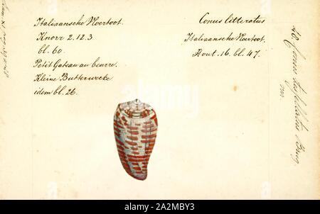 Conus tessellatus, Drucken, fossilen Conus pelagicus aus dem Pliozän von Zypern. Conus ist eine Gattung von räuberischen Seeschnecken, oder Kegelschnecken, marine Gastropodemollusken in der Familie Conidae. Vor 2009, Kegel Schnecke-spezies hatte alle traditionell in die einzige Gattung Conus gruppiert. Jedoch Conus ist jetzt genauer definiert, und es gibt mehrere andere Gattungen der Kegelschnecken. Eine Liste der gegenwärtig anerkannten Gattungen, siehe Conidae Stockfoto