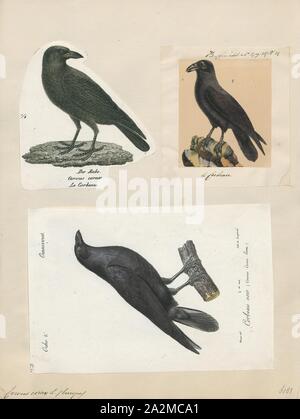 Corvus Corax, Drucken, der Kolkrabe (Corvus Corax), auch bekannt als der nördlichen Raven, ist eine große schwarze Säugetierart. In der gesamten nördlichen Hemisphäre gefunden wird, ist es die größte Verbreitung aller Corvids. Es gibt mindestens acht Unterarten mit wenig Veränderung im Aussehen, obwohl jüngste Forschung bedeutende genetische Unterschiede zwischen Populationen aus verschiedenen Regionen gezeigt hat. Es ist eines der beiden größten corvids, neben der dicken - Raven in Rechnung gestellt, und ist möglicherweise die schwerste Säugetierart; bei Fälligkeit, der Kolkrabe durchschnittlich 63 Zentimetern (25 Zoll) in Länge und 1,2 Stockfoto