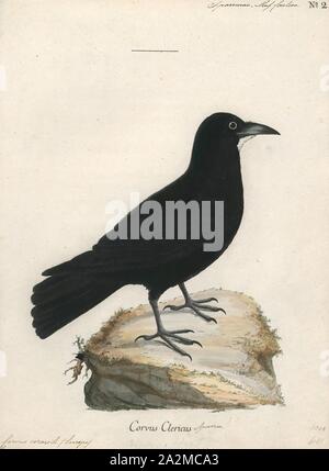 Corvus Corax, Drucken, der Kolkrabe (Corvus Corax), auch bekannt als der nördlichen Raven, ist eine große schwarze Säugetierart. In der gesamten nördlichen Hemisphäre gefunden wird, ist es die größte Verbreitung aller Corvids. Es gibt mindestens acht Unterarten mit wenig Veränderung im Aussehen, obwohl jüngste Forschung bedeutende genetische Unterschiede zwischen Populationen aus verschiedenen Regionen gezeigt hat. Es ist eines der beiden größten corvids, neben der dicken - Raven in Rechnung gestellt, und ist möglicherweise die schwerste Säugetierart; bei Fälligkeit, der Kolkrabe durchschnittlich 63 Zentimetern (25 Zoll) in Länge und 1,2 Stockfoto