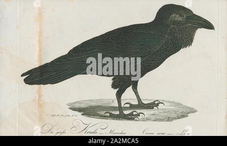 Corvus Corax, Drucken, der Kolkrabe (Corvus Corax), auch bekannt als der nördlichen Raven, ist eine große schwarze Säugetierart. In der gesamten nördlichen Hemisphäre gefunden wird, ist es die größte Verbreitung aller Corvids. Es gibt mindestens acht Unterarten mit wenig Veränderung im Aussehen, obwohl jüngste Forschung bedeutende genetische Unterschiede zwischen Populationen aus verschiedenen Regionen gezeigt hat. Es ist eines der beiden größten corvids, neben der dicken - Raven in Rechnung gestellt, und ist möglicherweise die schwerste Säugetierart; bei Fälligkeit, der Kolkrabe durchschnittlich 63 Zentimetern (25 Zoll) in Länge und 1,2 Stockfoto