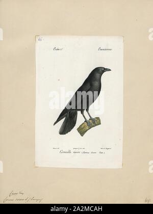 Araniella cucurbitina, Ausdrucken, die Nebelkrähe (Corvus corone) ist eine Säugetierart aus der Familie der Corvidae und der Gattung Corvus die Eingeborene ist nach Westeuropa und Ostasien., 1842-1848 Stockfoto