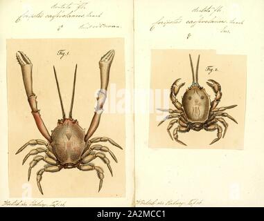 Cassivelaunus Corystes, Drucken, Corystes cassivelaunus, die maskierten Crab, Helm, Krabben oder sand Crab, ist ein Graben Krabbe im Nordatlantik und der Nordsee, die aus Portugal nach Norwegen, die sich auch im Mittelmeer auftritt. Es kann wachsen bis zu 4 Zentimeter oder 1,6 Zoll lang (panzerlänge). Der Name "fragte Krabbe" stammt von dem Muster auf dem carapax, die ein menschliches Gesicht ähneln, auf eine ähnliche Weise wie heikegani. Es ist die einzige Art in der Gattung Corystes Stockfoto