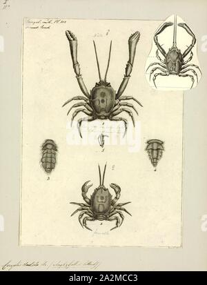 Corystes dentata, Drucken, Corystes cassivelaunus, die maskierten Crab, Helm, Krabben oder sand Crab, ist ein Graben Krabbe im Nordatlantik und der Nordsee, die aus Portugal nach Norwegen, die sich auch im Mittelmeer auftritt. Es wachsen kann bis zu 4 Zentimeter oder 1,6 Zoll lang (panzerlänge). Der Name "fragte Krabbe" stammt von dem Muster auf dem carapax, die ein menschliches Gesicht ähneln, auf eine ähnliche Weise wie heikegani. Es ist die einzige Art in der Gattung Corystes Stockfoto