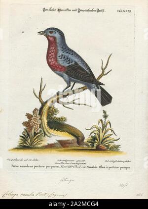 Cotinga caerulea, Ausdrucken, die cotingas sind eine große Familie, Cotingidae, der suboscine aus Vögel in Mittelamerika und tropisches Südamerika gefunden. Cotingas sind Vögel der Wälder und Waldränder, dass primäre Frugivorous sind. Sie haben alle Breiten Rechnungen mit angespannt Tipps, abgerundeten Flügel, und starke Beine. Sie erstrecken sich in der Größe von 12 - 13 cm (4.7 - 5.1 in.) von der feurig-throated fruiteater (Pipreola chlorolepidota) bis zu 48 - 51 cm (19 - 20) des Amazonas (Cephalopterus umbrellabird Ornatus)., 1700-1880 Stockfoto