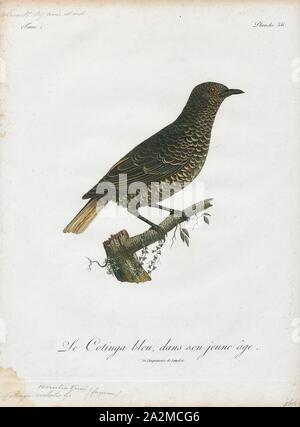 Cotinga caerulea, Ausdrucken, die cotingas sind eine große Familie, Cotingidae, der suboscine aus Vögel in Mittelamerika und tropisches Südamerika gefunden. Cotingas sind Vögel der Wälder und Waldränder, dass primäre Frugivorous sind. Sie haben alle Breiten Rechnungen mit angespannt Tipps, abgerundeten Flügel, und starke Beine. Sie erstrecken sich in der Größe von 12 - 13 cm (4.7 - 5.1 in.) von der feurig-throated fruiteater (Pipreola chlorolepidota) bis zu 48 - 51 cm (19 - 20) des Amazonas (Cephalopterus umbrellabird Ornatus)., 1801 Stockfoto