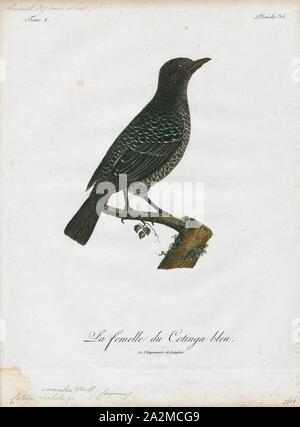 Cotinga caerulea, Ausdrucken, die cotingas sind eine große Familie, Cotingidae, der suboscine aus Vögel in Mittelamerika und tropisches Südamerika gefunden. Cotingas sind Vögel der Wälder und Waldränder, dass primäre Frugivorous sind. Sie haben alle Breiten Rechnungen mit angespannt Tipps, abgerundeten Flügel, und starke Beine. Sie erstrecken sich in der Größe von 12 - 13 cm (4.7 - 5.1 in.) von der feurig-throated fruiteater (Pipreola chlorolepidota) bis zu 48 - 51 cm (19 - 20) des Amazonas (Cephalopterus umbrellabird Ornatus)., 1801 Stockfoto