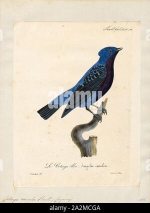 Cotinga caerulea, Ausdrucken, die cotingas sind eine große Familie, Cotingidae, der suboscine aus Vögel in Mittelamerika und tropisches Südamerika gefunden. Cotingas sind Vögel der Wälder und Waldränder, dass primäre Frugivorous sind. Sie haben alle Breiten Rechnungen mit angespannt Tipps, abgerundeten Flügel, und starke Beine. Sie erstrecken sich in der Größe von 12 - 13 cm (4.7 - 5.1 in.) von der feurig-throated fruiteater (Pipreola chlorolepidota) bis zu 48 - 51 cm (19 - 20) des Amazonas (Cephalopterus umbrellabird Ornatus)., 1825-1834 Stockfoto