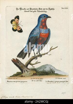 Cotinga gracilis, Ausdrucken, die cotingas sind eine große Familie, Cotingidae, der suboscine aus Vögel in Mittelamerika und tropisches Südamerika gefunden. Cotingas sind Vögel der Wälder und Waldränder, dass primäre Frugivorous sind. Sie haben alle Breiten Rechnungen mit angespannt Tipps, abgerundeten Flügel, und starke Beine. Sie erstrecken sich in der Größe von 12 - 13 cm (4.7 - 5.1 in.) von der feurig-throated fruiteater (Pipreola chlorolepidota) bis zu 48 - 51 cm (19 - 20) des Amazonas (Cephalopterus umbrellabird Ornatus)., 1700-1880 Stockfoto