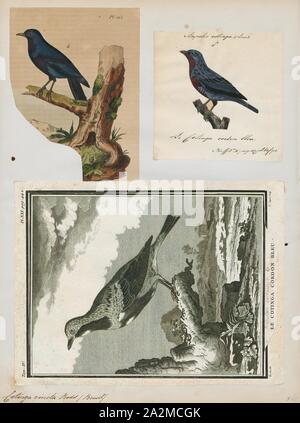 Cotinga gracilis, Ausdrucken, die cotingas sind eine große Familie, Cotingidae, der suboscine aus Vögel in Mittelamerika und tropisches Südamerika gefunden. Cotingas sind Vögel der Wälder und Waldränder, dass primäre Frugivorous sind. Sie haben alle Breiten Rechnungen mit angespannt Tipps, abgerundeten Flügel, und starke Beine. Sie erstrecken sich in der Größe von 12 - 13 cm (4.7 - 5.1 in.) von der feurig-throated fruiteater (Pipreola chlorolepidota) bis zu 48 - 51 cm (19 - 20) des Amazonas (Cephalopterus umbrellabird Ornatus)., 1700-1880 Stockfoto