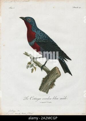 Cotinga gracilis, Ausdrucken, die cotingas sind eine große Familie, Cotingidae, der suboscine aus Vögel in Mittelamerika und tropisches Südamerika gefunden. Cotingas sind Vögel der Wälder und Waldränder, dass primäre Frugivorous sind. Sie haben alle Breiten Rechnungen mit angespannt Tipps, abgerundeten Flügel, und starke Beine. Sie erstrecken sich in der Größe von 12 - 13 cm (4.7 - 5.1 in.) von der feurig-throated fruiteater (Pipreola chlorolepidota) bis zu 48 - 51 cm (19 - 20) des Amazonas (Cephalopterus umbrellabird Ornatus)., 1801 Stockfoto