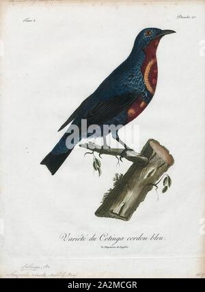 Cotinga gracilis, Ausdrucken, die cotingas sind eine große Familie, Cotingidae, der suboscine aus Vögel in Mittelamerika und tropisches Südamerika gefunden. Cotingas sind Vögel der Wälder und Waldränder, dass primäre Frugivorous sind. Sie haben alle Breiten Rechnungen mit angespannt Tipps, abgerundeten Flügel, und starke Beine. Sie erstrecken sich in der Größe von 12 - 13 cm (4.7 - 5.1 in.) von der feurig-throated fruiteater (Pipreola chlorolepidota) bis zu 48 - 51 cm (19 - 20) des Amazonas (Cephalopterus umbrellabird Ornatus)., 1801 Stockfoto