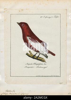 Cotinga pompadora, Ausdrucken, die cotingas sind eine große Familie, Cotingidae, der suboscine aus Vögel in Mittelamerika und tropisches Südamerika gefunden. Cotingas sind Vögel der Wälder und Waldränder, dass primäre Frugivorous sind. Sie haben alle Breiten Rechnungen mit angespannt Tipps, abgerundeten Flügel, und starke Beine. Sie erstrecken sich in der Größe von 12 - 13 cm (4.7 - 5.1 in.) von der feurig-throated fruiteater (Pipreola chlorolepidota) bis zu 48 - 51 cm (19 - 20) des Amazonas (Cephalopterus umbrellabird Ornatus)., 1700-1880 Stockfoto