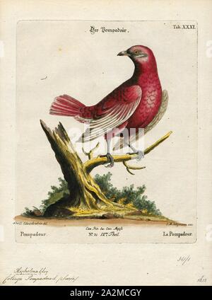 Cotinga pompadora, Ausdrucken, die cotingas sind eine große Familie, Cotingidae, der suboscine aus Vögel in Mittelamerika und tropisches Südamerika gefunden. Cotingas sind Vögel der Wälder und Waldränder, dass primäre Frugivorous sind. Sie haben alle Breiten Rechnungen mit angespannt Tipps, abgerundeten Flügel, und starke Beine. Sie erstrecken sich in der Größe von 12 - 13 cm (4.7 - 5.1 in.) von der feurig-throated fruiteater (Pipreola chlorolepidota) bis zu 48 - 51 cm (19 - 20) des Amazonas (Cephalopterus umbrellabird Ornatus)., 1700-1880 Stockfoto