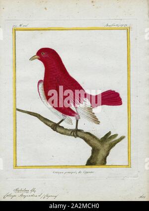 Cotinga pompadora, Ausdrucken, die cotingas sind eine große Familie, Cotingidae, der suboscine aus Vögel in Mittelamerika und tropisches Südamerika gefunden. Cotingas sind Vögel der Wälder und Waldränder, dass primäre Frugivorous sind. Sie haben alle Breiten Rechnungen mit angespannt Tipps, abgerundeten Flügel, und starke Beine. Sie erstrecken sich in der Größe von 12 - 13 cm (4.7 - 5.1 in.) von der feurig-throated fruiteater (Pipreola chlorolepidota) bis zu 48 - 51 cm (19 - 20) des Amazonas (Cephalopterus umbrellabird Ornatus)., 1700-1880 Stockfoto