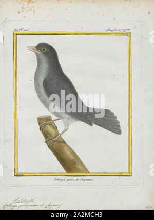 Cotinga pompadora, Ausdrucken, die cotingas sind eine große Familie, Cotingidae, der suboscine aus Vögel in Mittelamerika und tropisches Südamerika gefunden. Cotingas sind Vögel der Wälder und Waldränder, dass primäre Frugivorous sind. Sie haben alle Breiten Rechnungen mit angespannt Tipps, abgerundeten Flügel, und starke Beine. Sie erstrecken sich in der Größe von 12 - 13 cm (4.7 - 5.1 in.) von der feurig-throated fruiteater (Pipreola chlorolepidota) bis zu 48 - 51 cm (19 - 20) des Amazonas (Cephalopterus umbrellabird Ornatus)., 1700-1880 Stockfoto