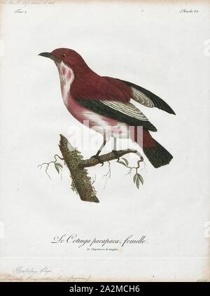 Cotinga pompadora, Ausdrucken, die cotingas sind eine große Familie, Cotingidae, der suboscine aus Vögel in Mittelamerika und tropisches Südamerika gefunden. Cotingas sind Vögel der Wälder und Waldränder, dass primäre Frugivorous sind. Sie haben alle Breiten Rechnungen mit angespannt Tipps, abgerundeten Flügel, und starke Beine. Sie erstrecken sich in der Größe von 12 - 13 cm (4.7 - 5.1 in.) von der feurig-throated fruiteater (Pipreola chlorolepidota) bis zu 48 - 51 cm (19 - 20) des Amazonas (Cephalopterus umbrellabird Ornatus)., 1801 Stockfoto