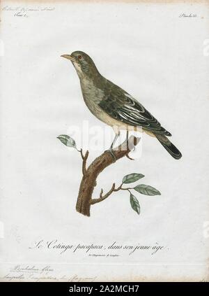 Cotinga pompadora, Ausdrucken, die cotingas sind eine große Familie, Cotingidae, der suboscine aus Vögel in Mittelamerika und tropisches Südamerika gefunden. Cotingas sind Vögel der Wälder und Waldränder, dass primäre Frugivorous sind. Sie haben alle Breiten Rechnungen mit angespannt Tipps, abgerundeten Flügel, und starke Beine. Sie erstrecken sich in der Größe von 12 - 13 cm (4.7 - 5.1 in.) von der feurig-throated fruiteater (Pipreola chlorolepidota) bis zu 48 - 51 cm (19 - 20) des Amazonas (Cephalopterus umbrellabird Ornatus)., 1801 Stockfoto