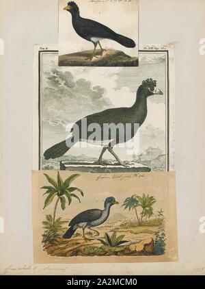 Crax diesem, Drucken, die schwarze curassow (Crax diesem), auch bekannt als das glatte - in Rechnung gestellt und die Crested curassow curassow, ist eine Vogelart aus der Familie der Cracidae, Chachalaca, guans und curassows. Es ist in feuchten Wäldern im nördlichen Südamerika in Kolumbien, Venezuela, der Guianas und nördlichen Brasilien gefunden. Die Bahamas, Kuba, Jamaika, Haiti, Dominikanische Republik, Puerto Rico und Kleinen Antillen eingeführt. Es ist das einzige Crax curassow, wo die männlichen und weiblichen nicht durch Gefieder getrennt werden, da beide sind im Wesentlichen schwarz mit einem weißen crissum (die Gegend um die Kloake), und haben eine Stockfoto