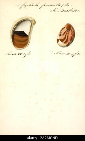 Crepidula fornicata, Drucken, die gemeinsame Slipper, (Crepidula fornicata Shell), hat viele weitere Namen, einschließlich der gemeinsamen Atlantischen slippersnail, Boot, quarterdeck Shell Shell, Kopulierende slipper Schnecke, Atlantic slipper Limpet und ist in Großbritannien als "gemeinsame Slipper limpet" bekannt. Dies ist eine Pflanzenart aus der Gattung der mittleren Seeschnecke aus der Familie Calyptraeidae, den Pantoffel Schnecken und Tasse und Untertasse Schnecken Stockfoto