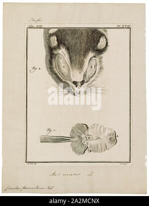 Cricetus frumentarius, Drucken, der Feldhamster (Cricetus cricetus), auch bekannt als der Eurasischen Hamster, black-bellied Hamster- oder gemeinsamen Hamster, ist die einzige Art der Gattung Cricetus. Es native mit einer Vielzahl in Eurasien ist, Verlängerung von Belgien nach Altai Gebirge und Yenisey Fluss in Russland. Wo reiche das Tier ist weithin ein Ackerland Pest angesehen, und es hat auch für seinen Pelz gefangen. Über seine globale Reichweite, es gilt als der am wenigsten Bedenken, aber in vielen einzelnen Westeuropäischen Ländern wird es als kritisch gefährdet. Cricetus ist auch eine monotypische Gattung Stockfoto
