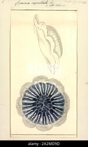 Cyanea capillata, Drucken, mane Jellyfish des Löwen, die auch als Riesen Quallen oder das Haar Gelee bekannt, ist die größte bekannte Arten von Quallen. Die Palette ist zu kalt, boreale Gewässern der Arktis beschränkt, nördlichen Atlantik und im nördlichen Pazifik. Es ist üblich, im Ärmelkanal, in der Irischen See, der Nordsee und im westlichen skandinavischen Gewässern südlich von Kattegat und Øresund. Es kann auch Drift in den südwestlichen Teil der Ostsee (wo es nicht Rasse aufgrund der geringen Salzgehalt). Ähnlich wie Quallen, die sich auf die gleiche Art werden - sind bekannte See in der Nähe von Australien und Neue zu bewohnen Stockfoto