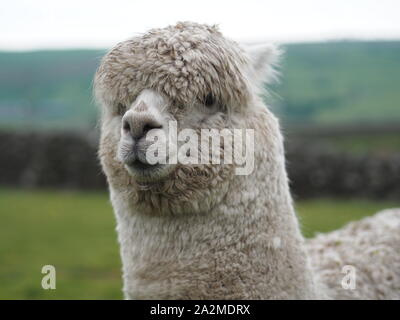 Ein einsamer Alpaka in einem walisischen Campground. Stockfoto