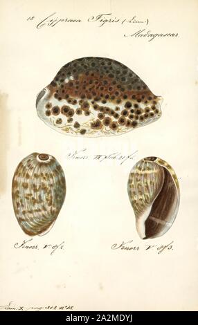 Cypraea tigris, Drucken, Cypraea tigris, allgemein bekannt als der Tiger Cowrie, ist eine Pflanzenart aus der Gattung der cowry, ein großes Meer Schnecke aus der Familie der Kaurischnecken Cypraeidae Stockfoto