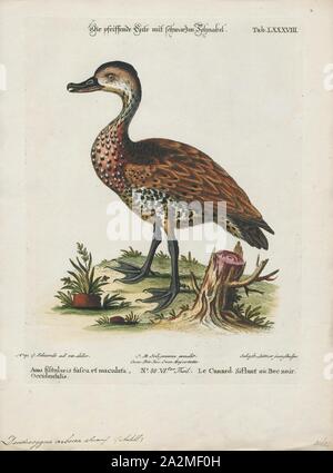 Dendrocygna arborea, Drucken, die Westindische pfeifen Ente (Dendrocygna arborea) ist ein Pfeifton Ente, die Rassen in der Karibik. Alternative Namen sind schwarz-billed Whistling duck und Kubanische pfeifen Ente., 1700-1880 Stockfoto