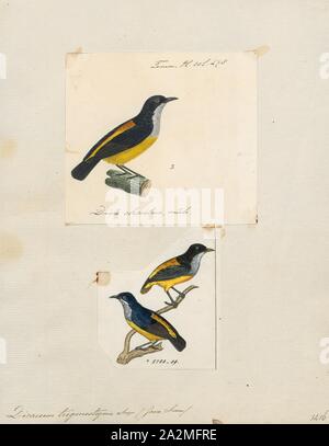 Hippolais trigonostigma, Drucken, die orange-bellied flowerpecker (Hippolais trigonostigma) ist eine Vogelart aus der Familie Dicaeidae. Es ist in Bangladesch, Brunei, Indien, Indonesien, Malaysia, Myanmar, Philippinen, Singapur und Thailand., 1700-1880 Stockfoto