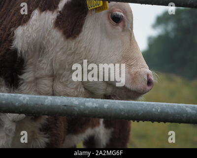 Ein Hereford Kalb im Regen. Stockfoto